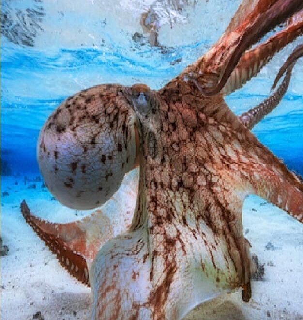 Diving