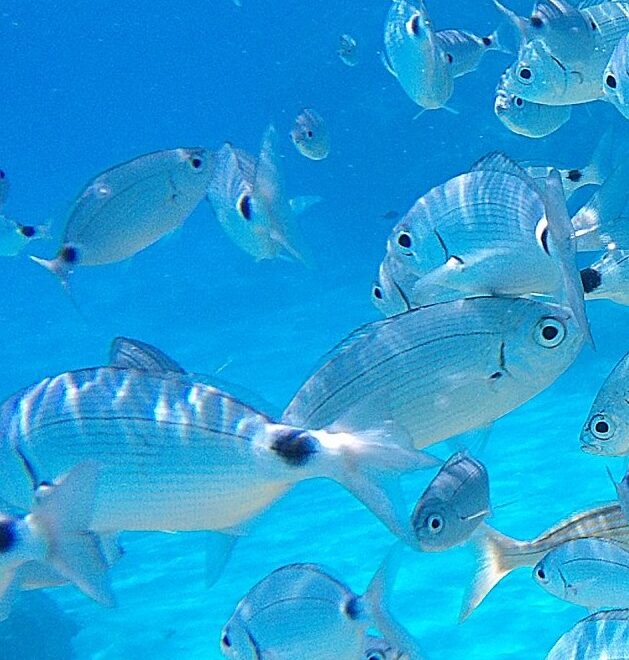 Deeep Sea